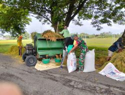 Memastikan Proses Penyerapan Gabah Berjalan Lancar Babinsa Koramil 02 Bagor Dampingi Petani.