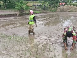 Dukung Swasembada Pangan Nasional Babinsa Mojo Dhuwur Bantu Petani Tanam Padi