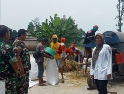 Babinsa Bersama PPL Pastikan Penyerapan Gabah Di Desa Jekek Berjalan Lancar