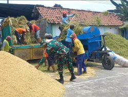 Babinsa Koramil 06 Kertosono Turun langsung Dampingi Bulog Serap Gabah Petani Di Desa Binaan.