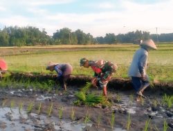 Wujudkan Swasembada Pangan Babinsa Rejoso Bantu Petani Tingkatkan LTT Padi