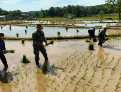 Serda Wahyudi Babinsa Desa Suru Turun Ke Sawah Bantu Petani Tanam Padi