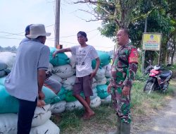 Pastikan Gabah Terserap Babinsa Koramil 0810/12 Pace Dampingi Petani Di Wilayah Desa Binaan