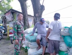 Babinsa Pace Melaksanakan Pendampingan Serapan Gabah (SERGAB) Di Wilayah Desa Binaan