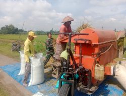 Babinsa Prambon Serda Joko dan PPL Turun Langsung Dampingi Bulog Serap Gabah dari Petani