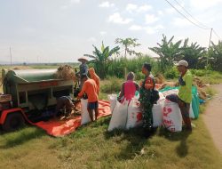 Babinsa Koramil 0810/15 Rejoso Kawal Pembelian Gabah Langsung Dari Petani oleh Bulog Kancab Kediri