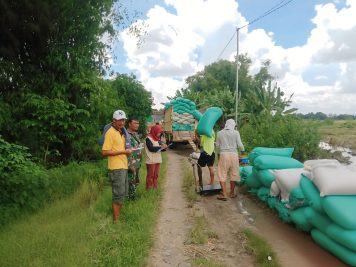 Babinsa Koramil 0810/15 Rejoso Kawal Pembelian Gabah Langsung Dari Petani oleh Bulog Kancab Kediri