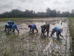 Babinsa Prambon Sertu Eko Suryono Aktif Bantu Petani Tanam Padi Untuk Tingkatkan Ketahanan Pangan