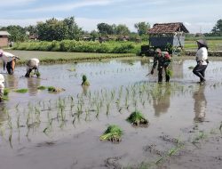Tingkatkan Ketahanan Pangan, Babinsa Terjun Langsung Ke Sawah Bantu Petani Tanam Padi