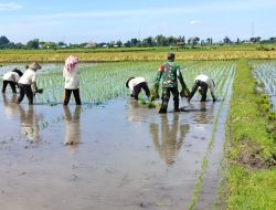 Tingkatkan Ketahanan Pangan Babinsa Koramil Ngronggot Bantu Petani Tanam Padi