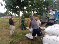 BABINSA KORAMIL 0810/17 WILANGAN BERSAMA PPL DAMPINGI BULOG SERAP GABAH PETANI
