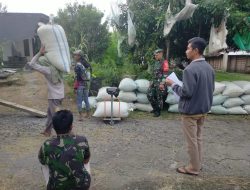 Babinsa Koramil 19 Jatikalen Bersama PPL Melaksanakan Pendampingan Bulog Serap Gabah Dari Petani