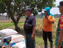 Pastikan Gabah Petani Terserap Oleh Bulog Babinsa Koramil Loceret Dampingi Petani