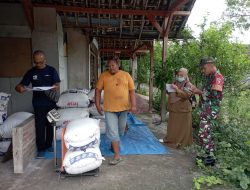 Babinsa dan PPL Gondang Aktif Bersinergi Serap Gabah Petani, Dorong Swasembada Pangan