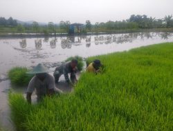 Babinsa Koramil 0810/20 Ngluyu Dukung Percepaan Tanam Padi Di Desa Binaan