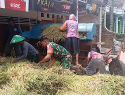 Dukungan Babinsa Koramil 0810/06 Kertosono Percepat Gabah Petani Terserap