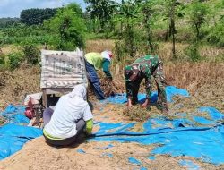 Babinsa Desa Ngliman Terjun Langsung Ke Sawah Dampingi Sergap Panen Padi Di Desa Binaan