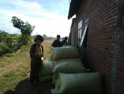 Babinsa Koramil 07/Patianrowo Serda Sukamto Melaksanakan Pendampingan Penyerapan Gabah Panen Petani Oleh Bulog.