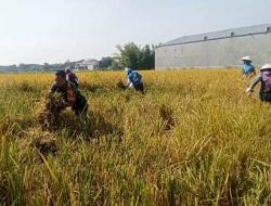 Wujud Nyata Pendampingan Babinsa Bantu Petani Panen Padi Di Desa Binaan