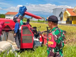 Babinsa Ploso Koramil 0810/01 Nganjuk Aktif Mendampingi Serapan Gabah Kelompok Tani Di Wilayahnya