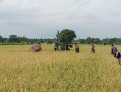 Babinsa Bersama PPL Dan Kelompok Tani Survei Padi Siap Panen Di Wilayah