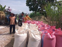 Sukseskan Program Pemerintah, Babinsa Desa Pelem Kawal Serapan Gabah Petani