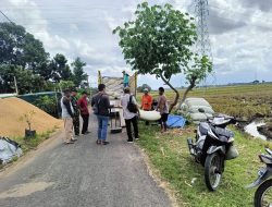 Sergab babinsa Kedungrejo Koramil 0810/10 Tanjunganom bersama Bulog, Berhasil Menyerap 10 Ton Hsil Panen Petani