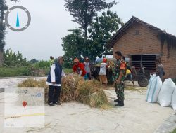 Babinsa Dampingi Penyerapan Gabah Petani Oleh Bulog Di Wilayah Binaan