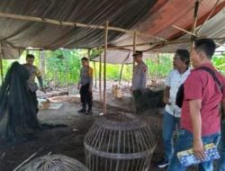 Arena Judi Sabung Ayam di Bagor Dibongkar Polisi, Pelaku Melarikan Diri