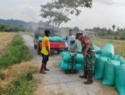 Babinsa Desa Tempuran bersama PPL dan Poktan Dampingi Sergab (Serapan Gabah) Dari Petani ke Bulog