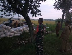 Babinsa Desa Lumpang Kuwik Koramil Jatikalen Laksanakan Pendampingan Panen Padi