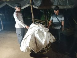 Nekat! Pekarangan Kosong di Desa Klurahan Ngronggot Digunakan Judi Sabung Ayam
