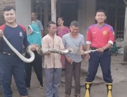 Serem! Ada Ular Sanca di Kandang Ayam Warga Loceret Panjangnya Tiga Meter
