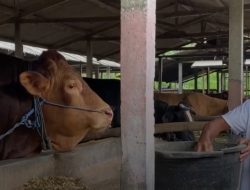 Jihad, Sapi Asal Gandusari Kabupaten Blitar  Pilihan Presiden Prabowo  untuk Kurban