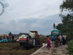 Babinsa Dampingi Panen Padi, Pastikan Penyerapan Gabah oleh Bulog Berjalan Lancar.