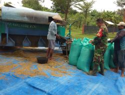 Bersama Babinsa Dampingi Petani Serapan Gabah di Desa Pandantoyo Kec. Kertosono.