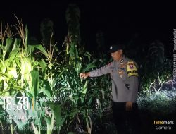 Sinergi Ketahanan Pangan, Polres Nganjuk Cek Lahan Jagung di Gondang