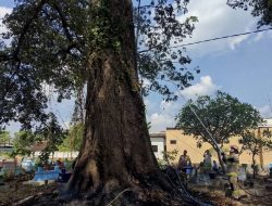 Pohon Berusia Ratusan Tahun di Makam Karangtengah Bagor Tiba-tiba Terbakar