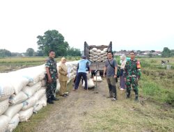 Babinsa Kelurahan Mangundikaran Koramil 0810 /01 Nganjuk Dampingi Kelompok Tani Laksanakan Sergap