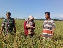 Menjelang Masa Panen MT II, Babinsa Koramil 0810/15 Rejoso dan PPL Dampingi Petani Tinjau Tanaman Padi