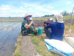 Babinsa Sialturahmi kepada petani untuk memebrikan dukungan moril pada MT 2