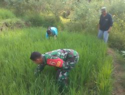 Sukseskan ketahanan pangan, Babinsa Koramil 0810/05 Sawahan turut membantu petani.