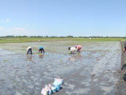 Babinsa – PPL Validasi Data Lahan Sawah Tangani Program Pemerintah
