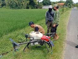 Babinsa Bantu Petani laksanakan Penyemprotan Tanaman Padi