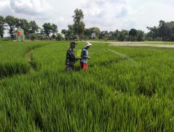 Babinsa Desa Kuncir Membantu Petani Membasmi Hama Tanaman Padi.
