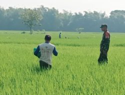 Babinsa Koramil 0810/03 Loceret Dampingi Petani Pupuk Tanaman Padi
