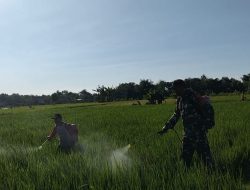Antisipasi Hama,Babinsa Koramil 0810/03 Loceret Bantu Petani Semprot Tanaman Padi