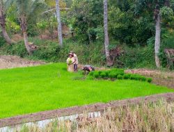 Sukseskan Program Swasembada Pangan Babinsa Turun Ke Sawah