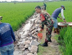 Gotong Royong | Babinsa Pantau Pembangunan Saluran Irigasi di Wilayah Binaan
