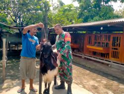 Babinsa Koramil 0810/09 Ngronggot Dukung Kemajuan Peternakan Kambing Etawa di Desa Binaan